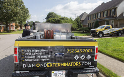 SEO Case Study: Diamond Exterminators in Chesapeake, Virginia